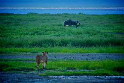 A lion and wildebeest in Ngorongoro Crater
