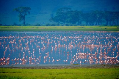 Flamingos in Lake Eyasi, Ngorongoro Crater