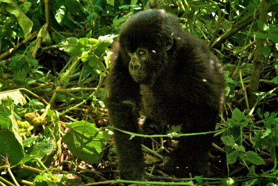 Baby mountain gorilla