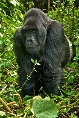Silverback gorilla