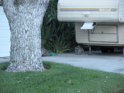 Racoons headed for the cat food bowl