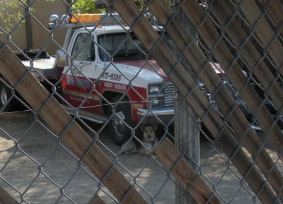 JunkyardFido.jpg