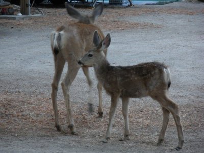 MoultingDeer.jpg