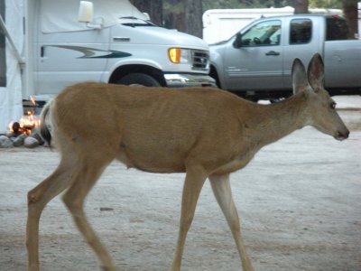 NonchalantDeer.jpg