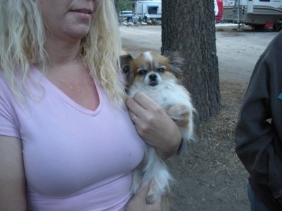 SatisfiedPapillon.jpg