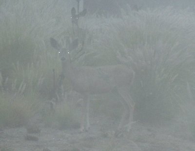 Deer Peering in Fog
