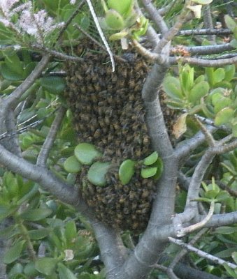 BeeSwarmCrop2.jpg
