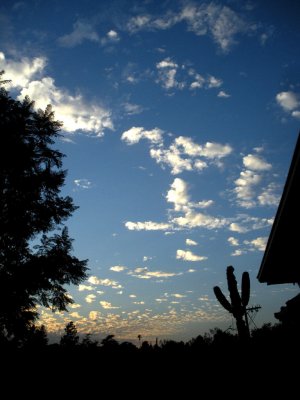sunsetcactus_2.jpg