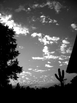 sunsetcactus_bw.jpg