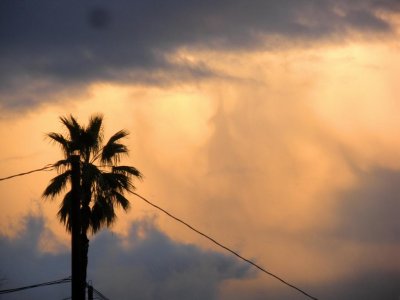 palm2_2.jpg