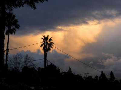 palm3_2.jpg