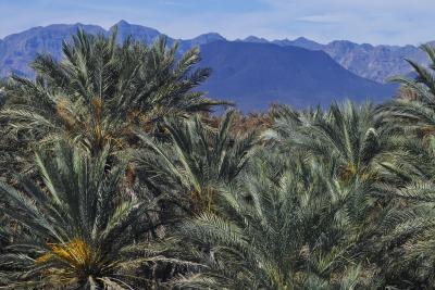 IMG10096mulege oasis c.jpg