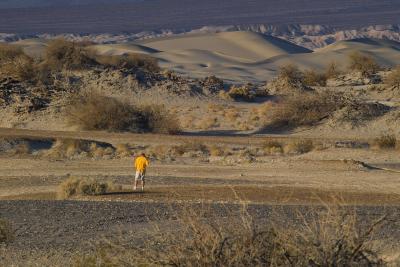 IMG01425 cayote in the dune.jpg