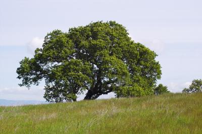 IMG02819 spring oak.jpg