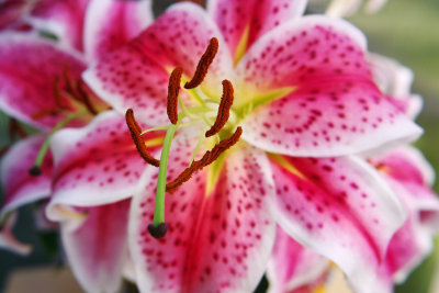 SDIM1077 close up lily.jpg