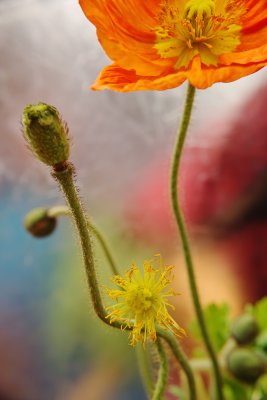 SDIM3448 poppy.jpg