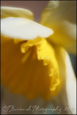 2009Apr09 Daffodil 3106