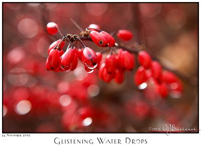 24Nov05 Glistening Water Drops - 7596