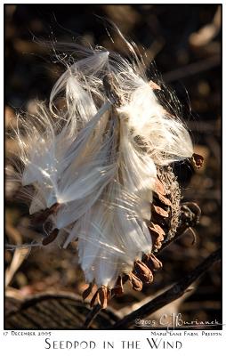 g3/87/504287/3/53665628.17Dec05SeedpodintheWind9415.jpg