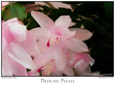 18Dec05 Delicate Petals - 9433