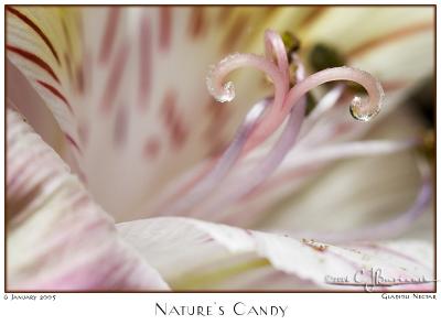 06Jan06 Natures Candy - 9619