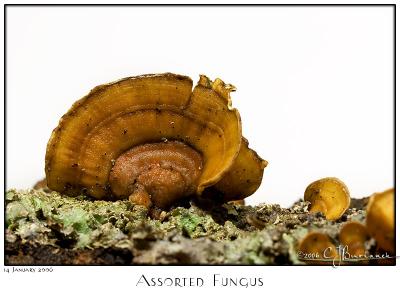 14Jan06 Assorted Fungus - 9766