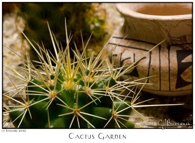 17Jan06 Cactus Garden - 9813
