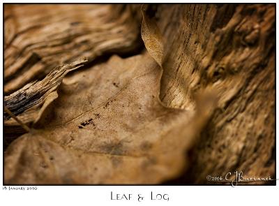 18Jan06 Leaf and Log - 9824