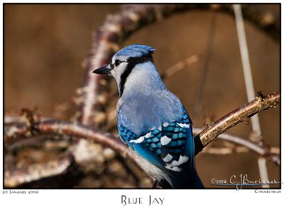 20Jan06 Blue Jay - 9849