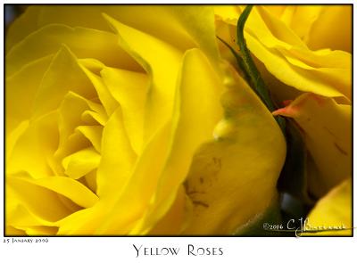 25Jan06 Yellow Roses - 9910