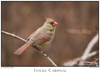 30Jan06 Female Cardinal - 9948