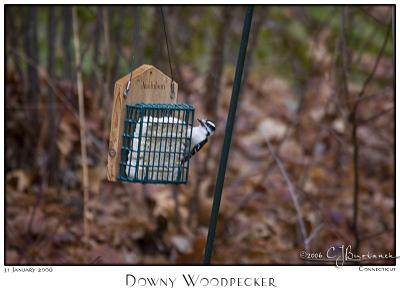 31Jan06 - Downy Woodpecker - 9963