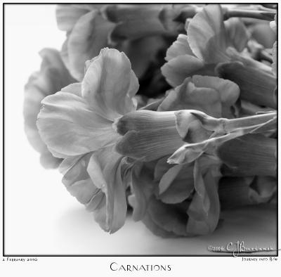 02Feb06 Carnations - 9991