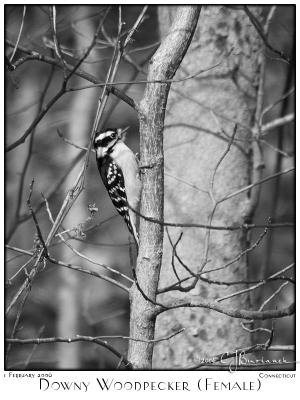 01Feb06 Downy Woodpecker bw- 9977