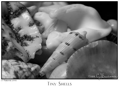 17Feb06 Tiny Shells - 10199