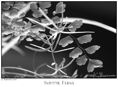 23Feb06 Indoor Ferns - 10221