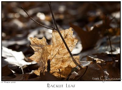 10Mar06 Backlit Leaf - 10425