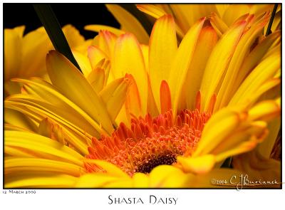12Mar06 Shasta Daisy - 10440