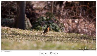 23Mar06 Spring Robin - 10511