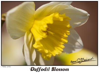 01April06 Daffodil Blossom - 10624