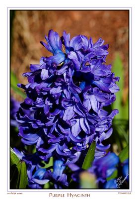 10April06 Purple Hyacinth - 10711
