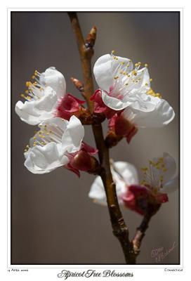 13April06 Apricot Tree Blossoms - 10722