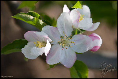 10 - Apple Blossoms - 20647 (10May08)