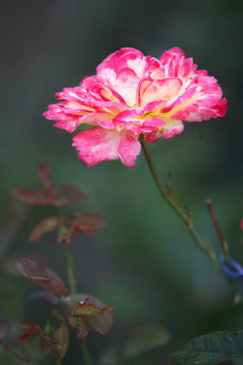 Flower_C6X0239.jpg