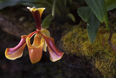 Orchid0004-13183.jpg