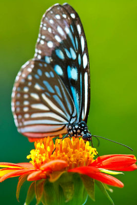 butterfly-006890.jpg
