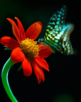 butterfly-006916.jpg