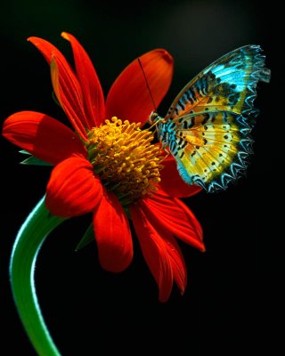 butterfly-006917.jpg
