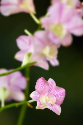 WaiFlower1V1W0666.jpg