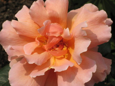 pretty peach rose in london (G)